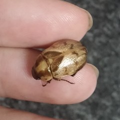 Augoderia nitidula