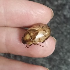 Augoderia nitidula
