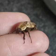 Augoderia nitidula