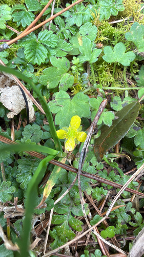 Ranunculus taisanensis observed 2026-10-17