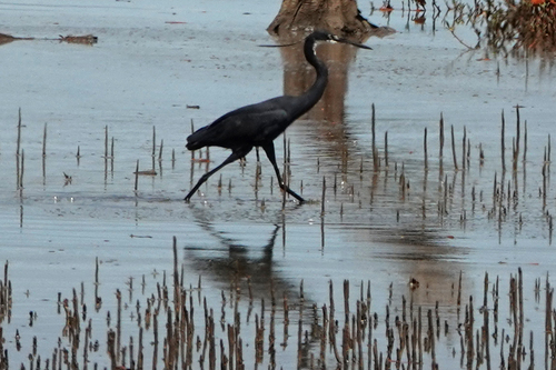 iNaturalist image