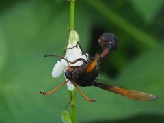 Delta pyriforme circinale