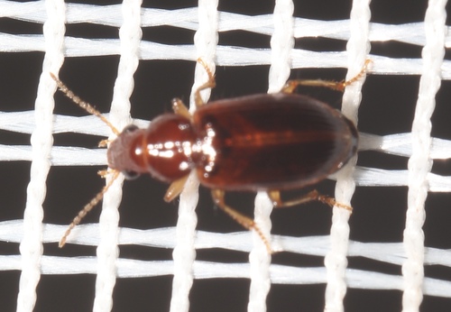 Bradycellus