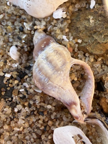 Urosalpinx cinerea observed 2026-10-18