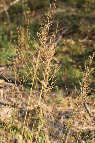 Molinia caerulea observed 2026-10-19