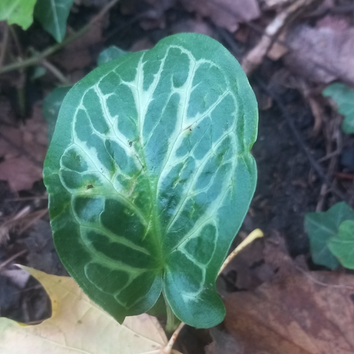 Italian arum