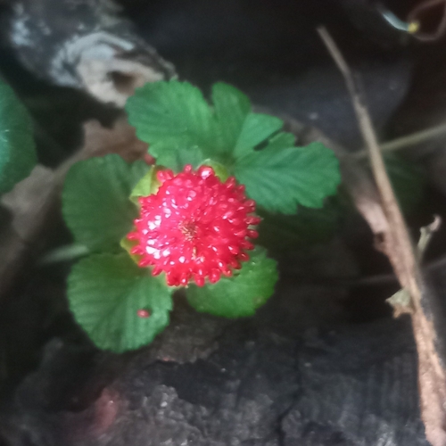 mock strawberry