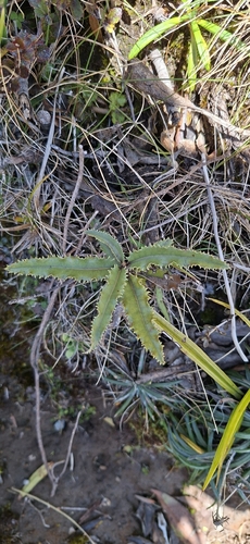Olearia ilicifolia observed 2026-10-18