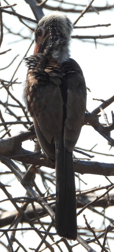 iNaturalist image