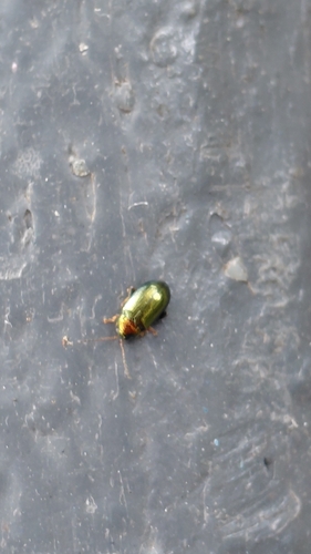 Crepidodera observed 2026-10-18