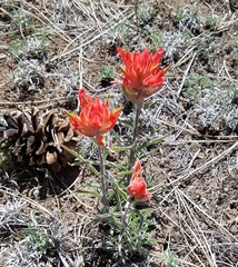 Castilleja integra
