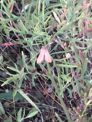Pyrausta inornatalis
