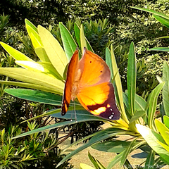 Doleschallia bisaltide