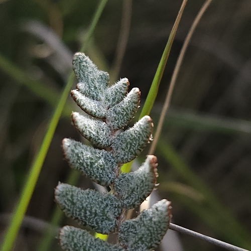 Hybrid Cloakfern