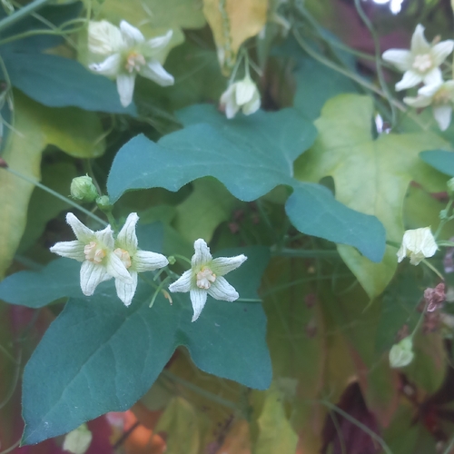 White Bryony