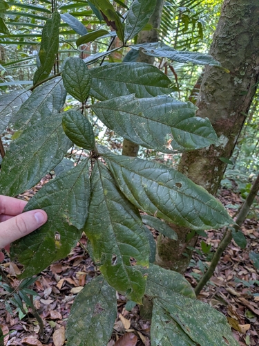Cordia nodosa observed 2026-10-19