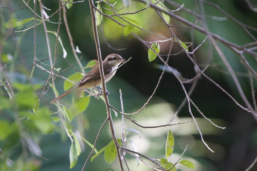 Brown Shrike