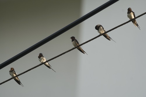 Barn Swallow