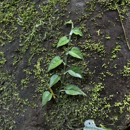 Epipremnum pinnatum observed 2026-10-19