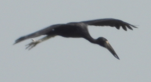 iNaturalist image