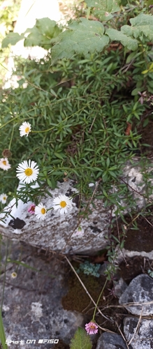 Mexican Fleabane