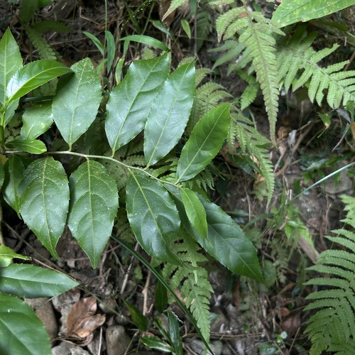 Casearia observed 2026-10-19