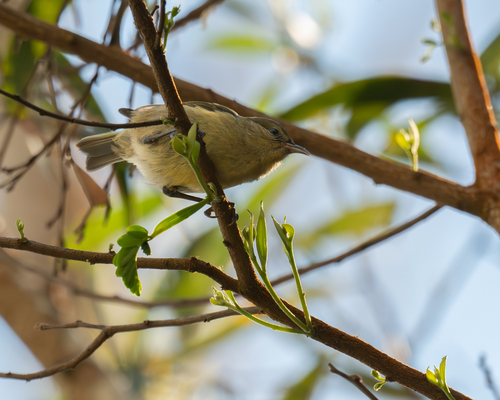 Chlorodrepanis virens observed 2026-06-30