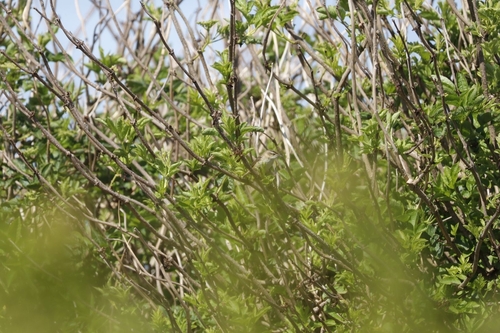 iNaturalist image