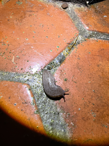 Meghimatium observed 2026-10-18
