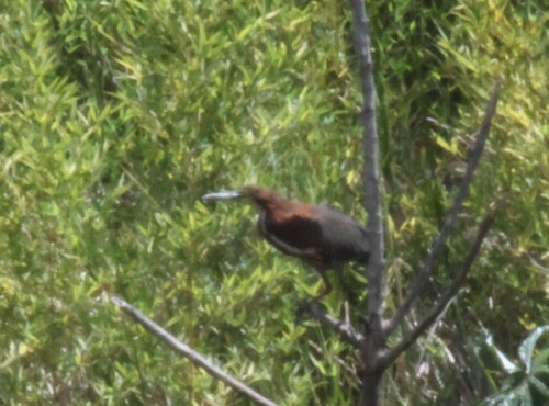 Rufescent Tiger-Heron