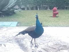 Pavo cristatus