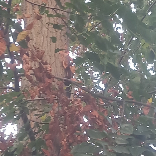 Eurasian Red Squirrel