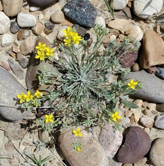 Physaria spatulata