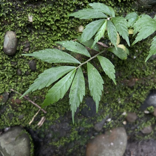 Elatostema lineolatum observed 2026-10-19