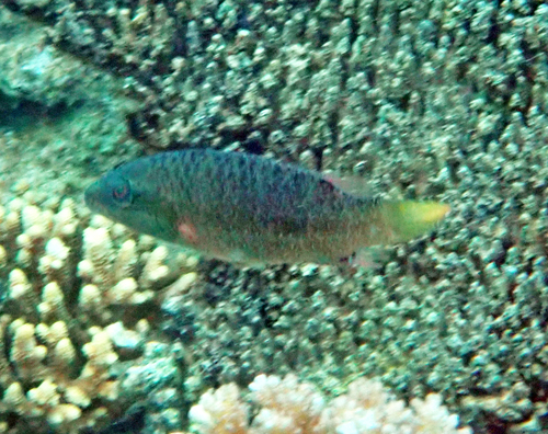 Oxycheilinus digramma observed 2026-10-18