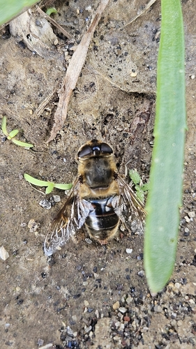 Common Drone Fly