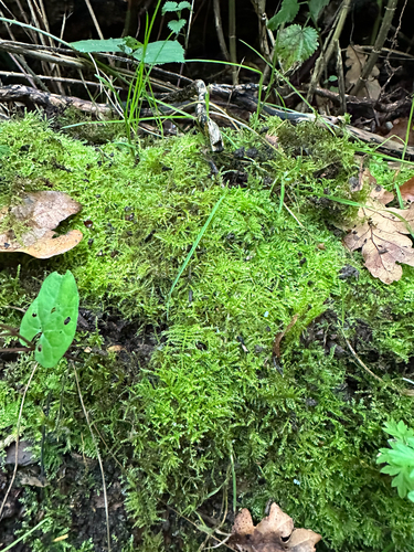 Kindbergia praelonga observed 2026-10-19