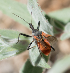 Rhynocoris ventralis