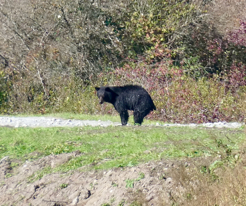 Black Bear sighting near Pitt Meadows
