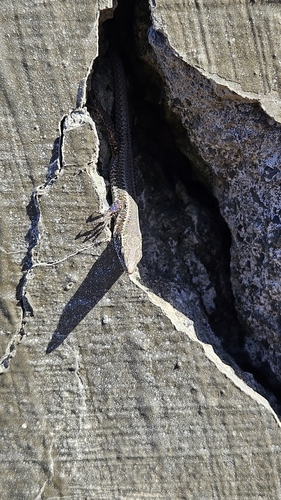 Madeira Lizard