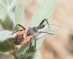 Rhynocoris ventralis