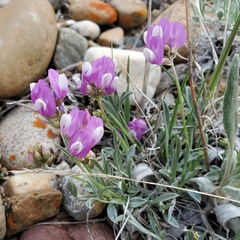 Astragalus spatulatus