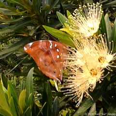 Doleschallia bisaltide