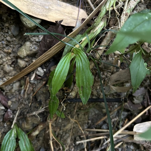 Dienia ophrydis observed 2026-10-19