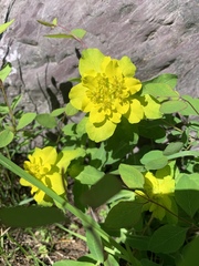 Helioscopia