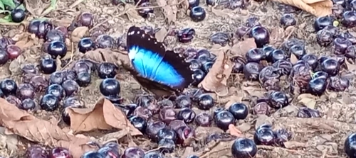 Common Morpho
