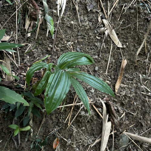 Dienia ophrydis observed 2026-10-19
