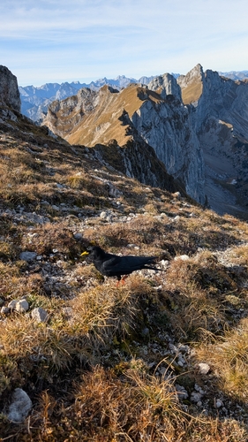 Yellow-billed Chough