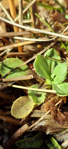 Celmisia glandulosa, 2026-10-18