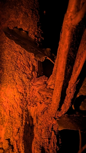 Leiopelma observed 2026-10-19